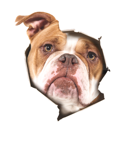 DogPeekCut