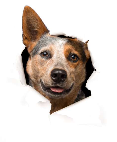 Dogpeek