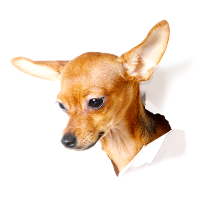 dog-hole