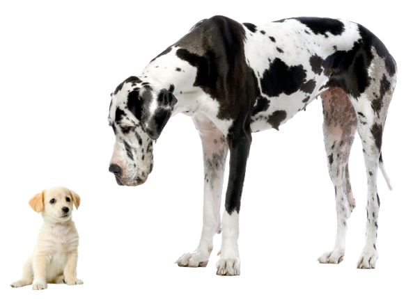 dog-size