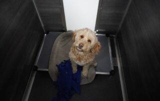 dog sitting on bed