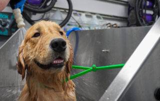 dog taking a bath in a tub