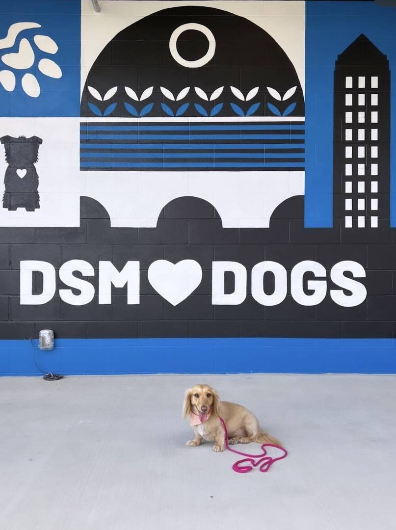 small dog on music stage