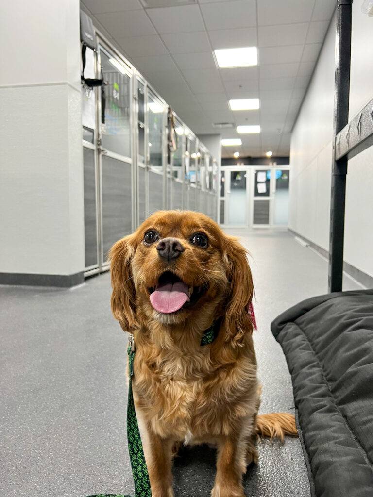 dog in lodging area