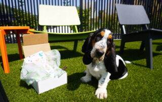 Dog with Bone Box
