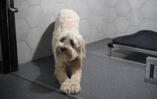 dog stretching