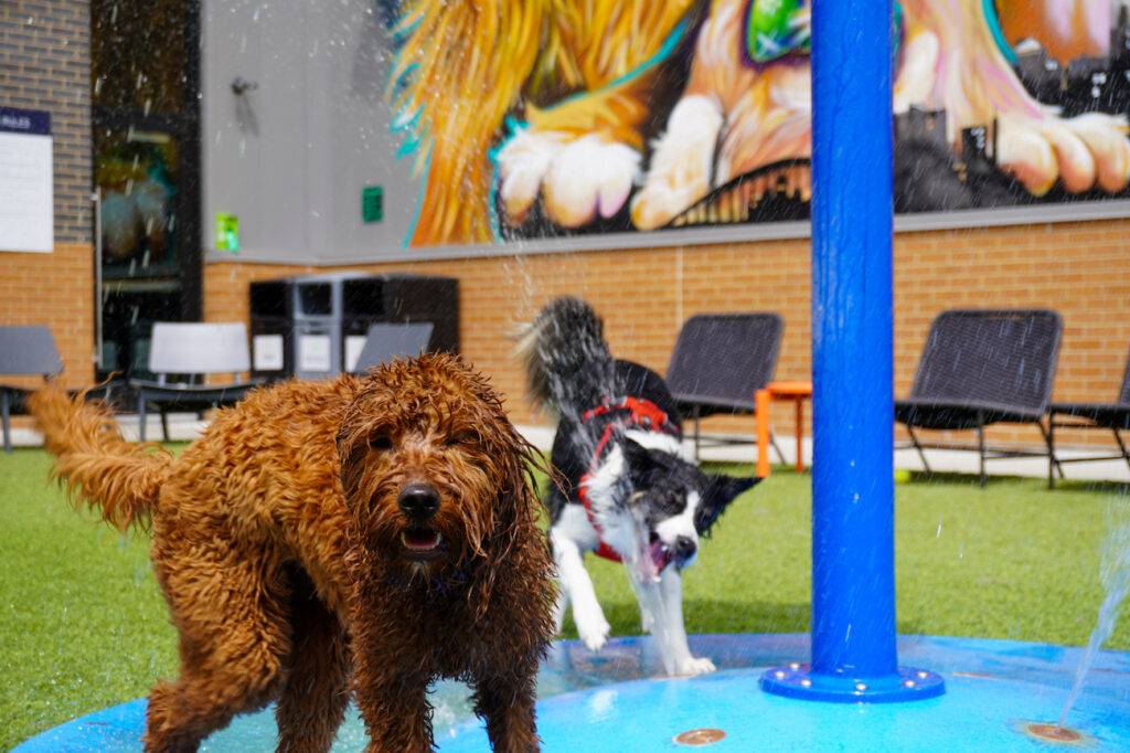 dog park with water fountain
