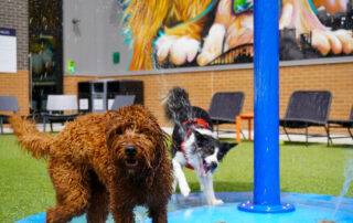 dog park with water fountain