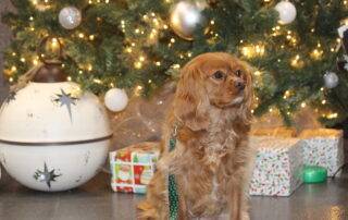 dog under a Christmas tree