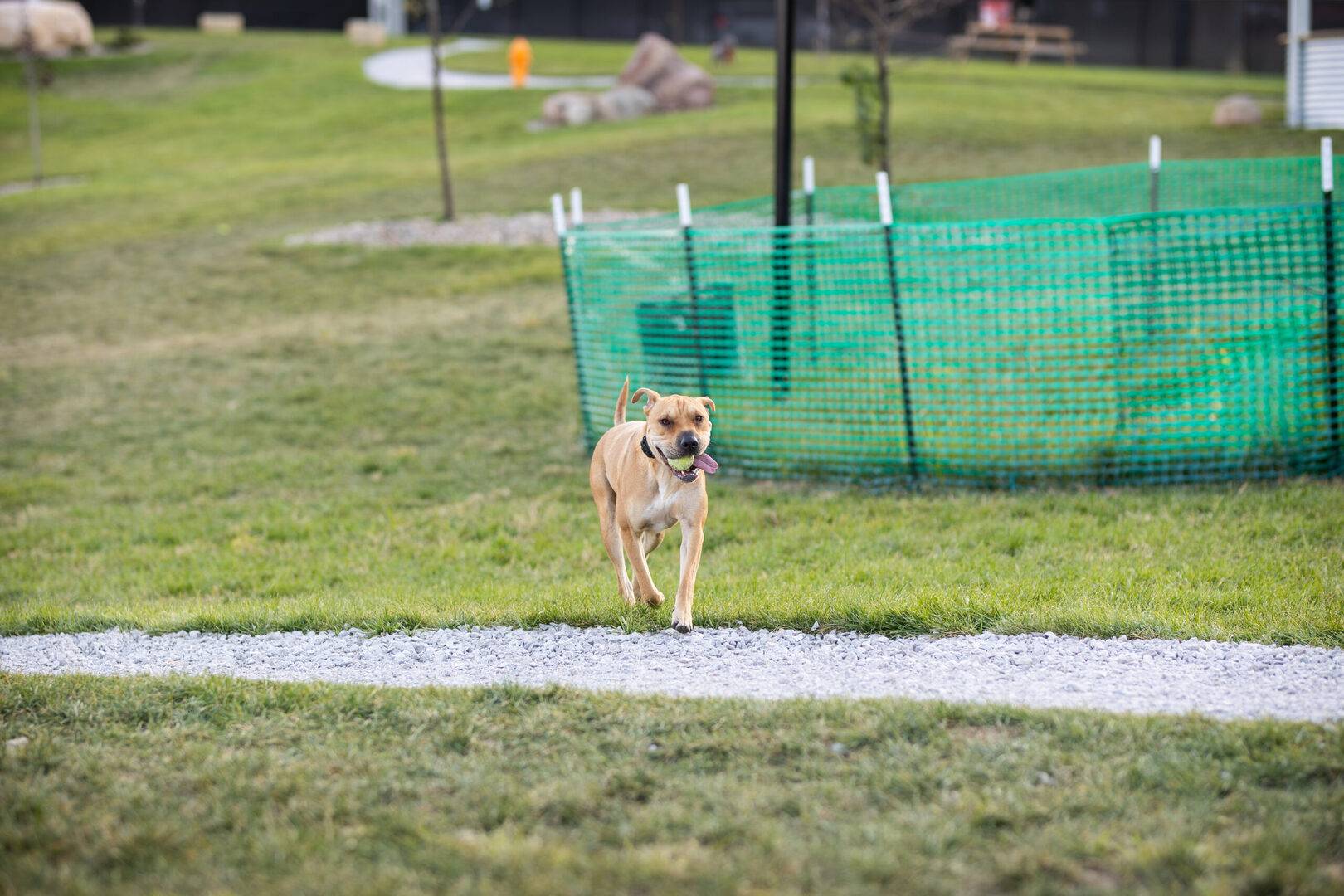 Creating a Safe and Fun Dog Park Experience: Tips for Responsible Dog ...