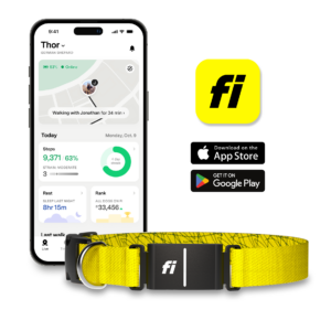 app_collar_yellow